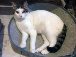AD-Kouros-002LB